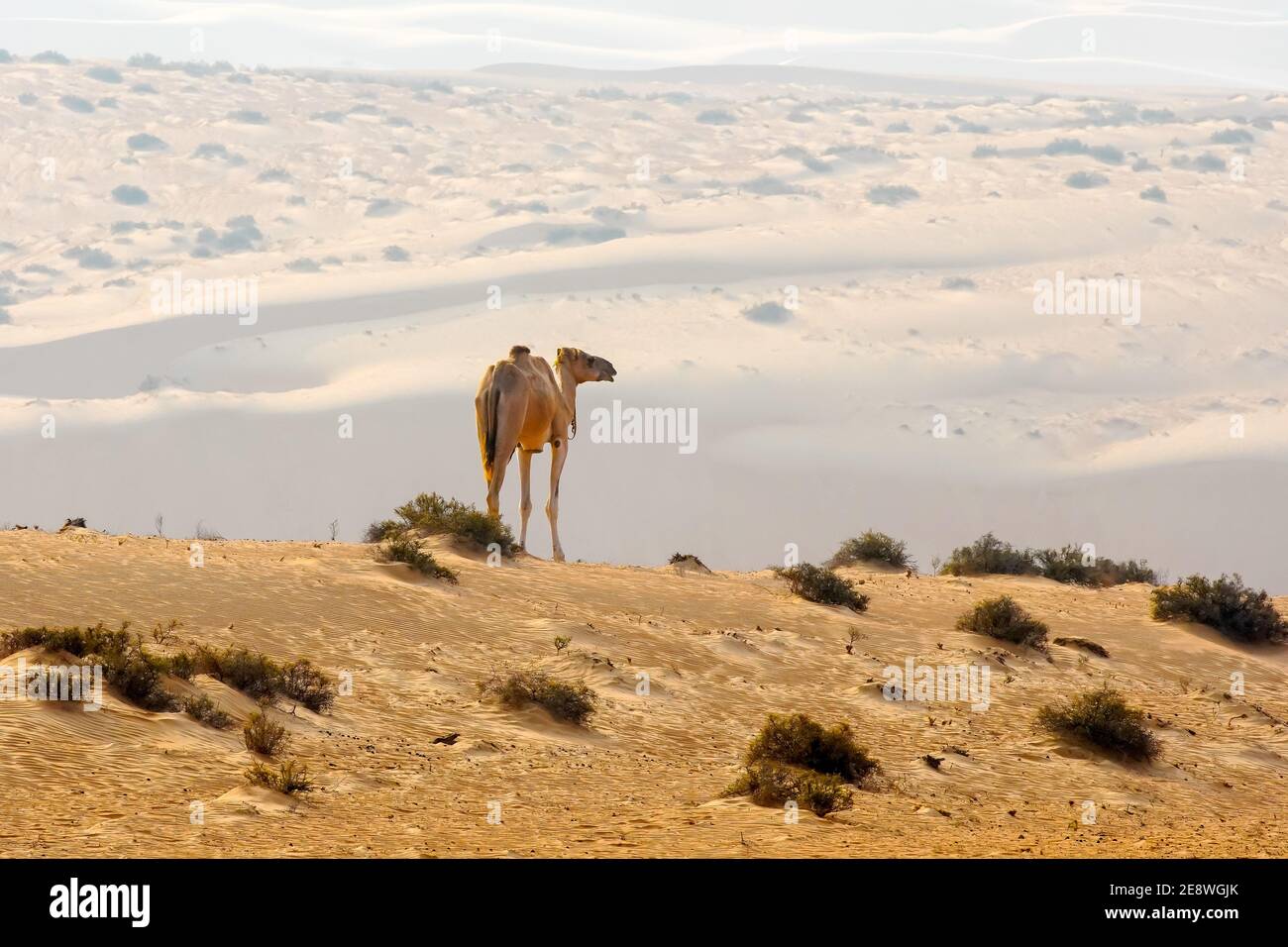 Kamel mit Blick auf die Wahiba Wüste, Sultanat von Oman. Stockfoto