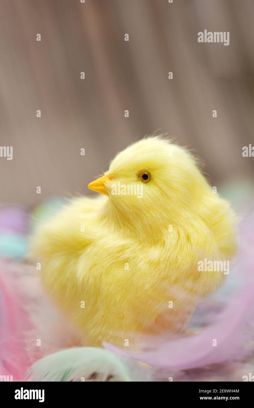 Niedliches Babytier, gelbes Küken mit Pastellfedern, Konzept für Osterferien oder Frühlingszeit mit pastellfarbenen Federn Stockfoto