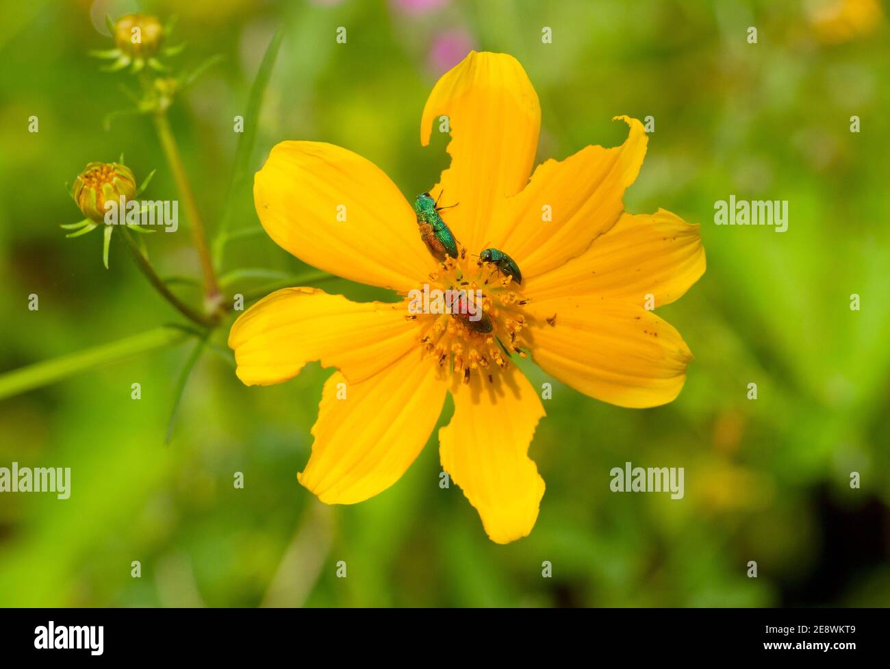 Der spektakuläre schillernde glitzernde Jewel Beetle wird von gelben Blackjack Gänseblümchen angezogen, um sich vom Pollen zu ernähren. Männchen und Weibchen sind unterschiedlich Stockfoto