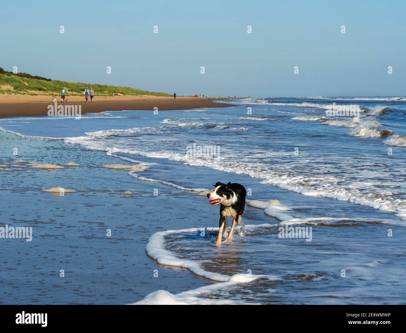 Border Collie Hund paddeln zwischen flachen Wellen auf Mablethorpe Strand, Lincolnshire, England Stockfoto