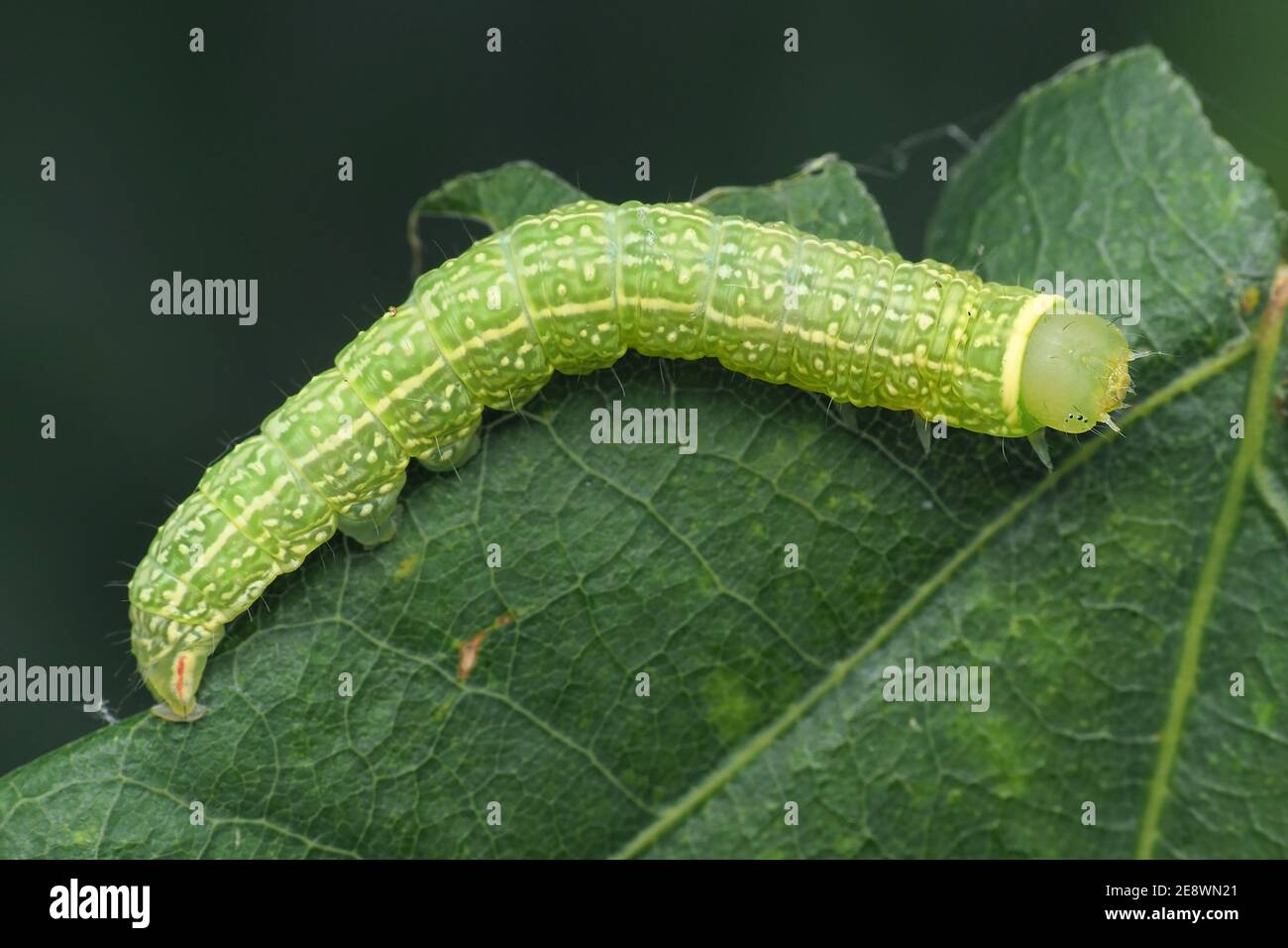 Grüne Silber- Linien Mottenraupe (Pseudoips prasinana) kriechend auf Blatt. Tipperary, Irland Stockfoto