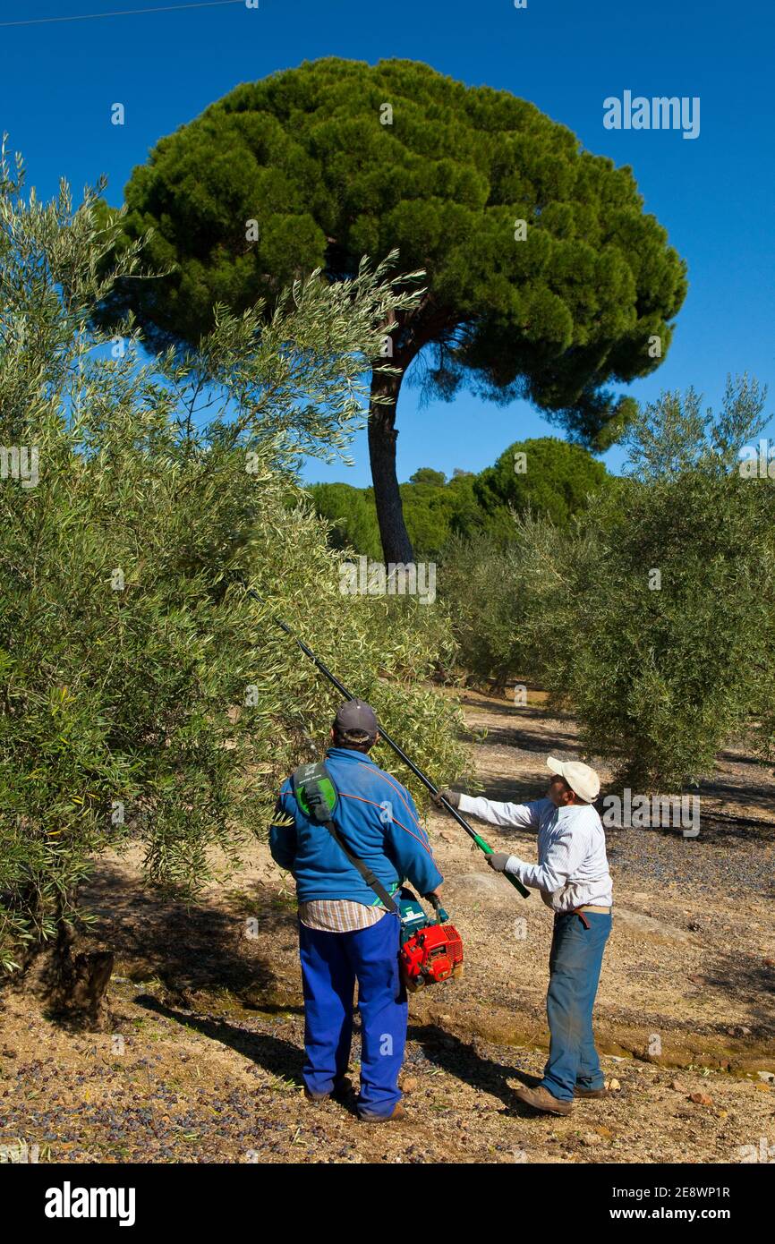 Vareando la aceituna en el olivar, Parque Natural Sierra de Andújar, Jaen, Andalucía, España Stockfoto