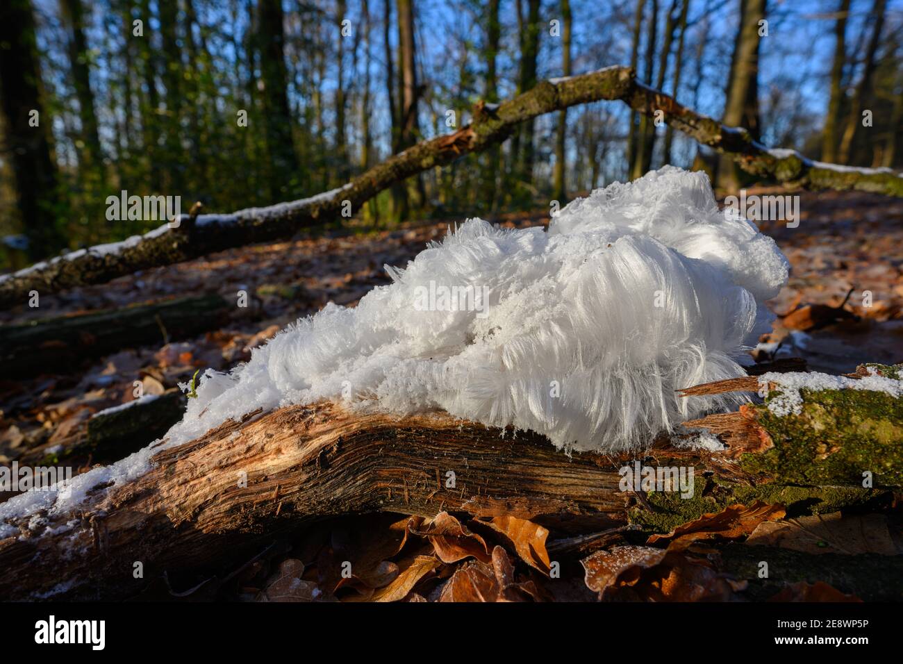 Haareis, Eishaare auf Holz, haariges Eis sehen aus wie weißes Haar, feine Eisstrukturen, strenge filamentöse Eisstrukturen Stockfoto