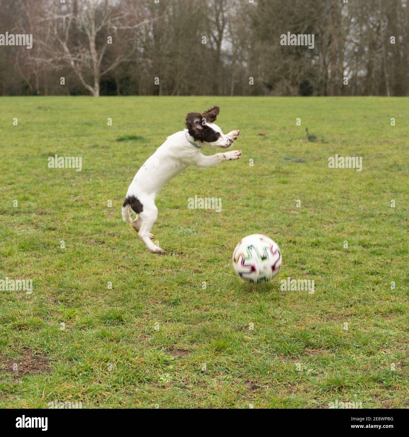 Springer Spaniel Welpen Stockfoto