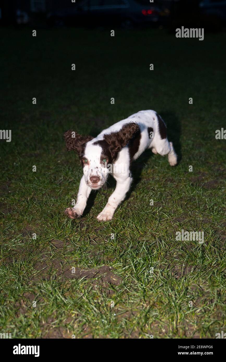 Springer Spaniel Welpen Stockfoto