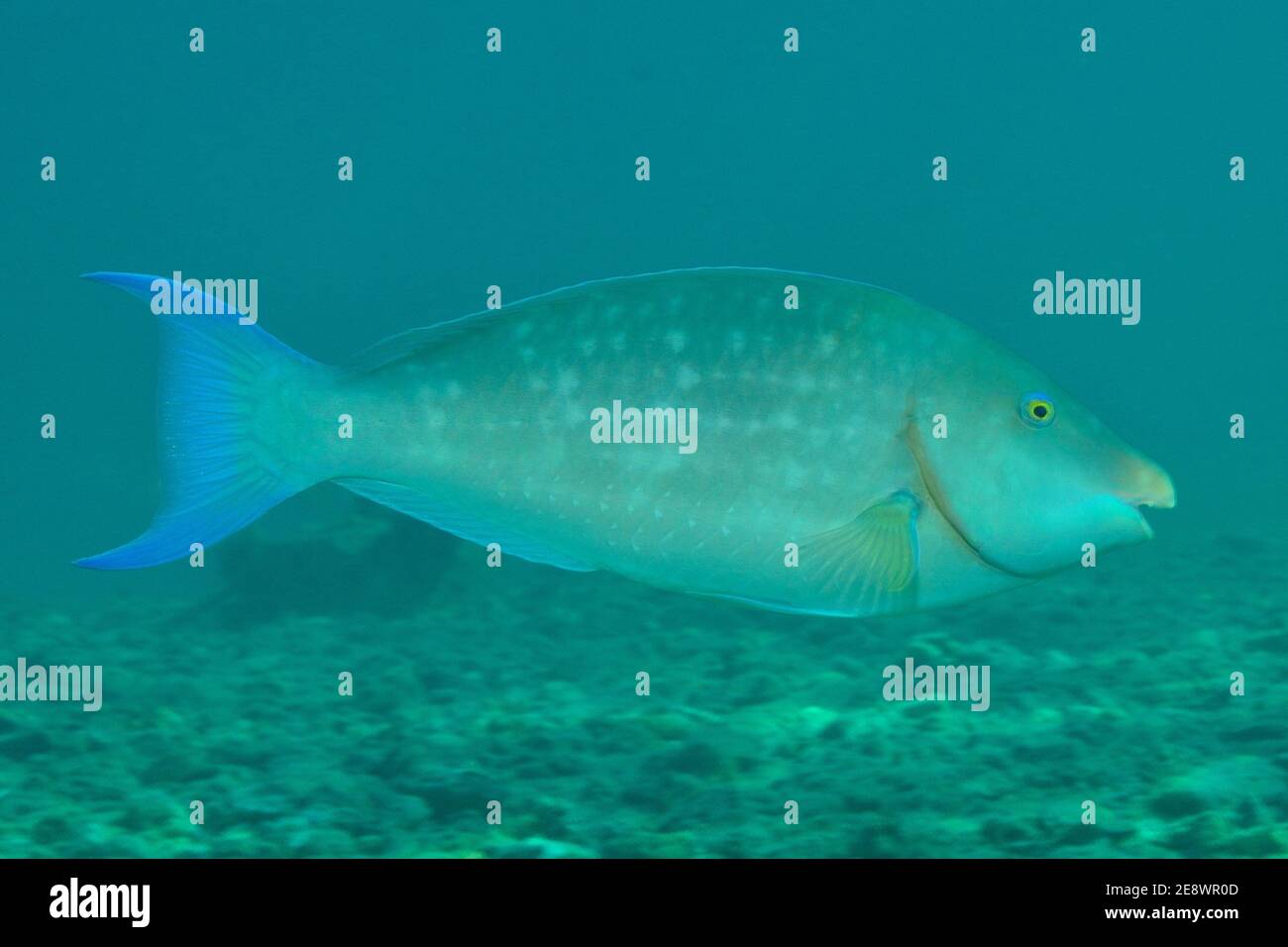 Hippocarus harid, Langnasenpapageienfisch, Langnasen-Papageienfisch, Initinalphase, Weibchen Stockfoto