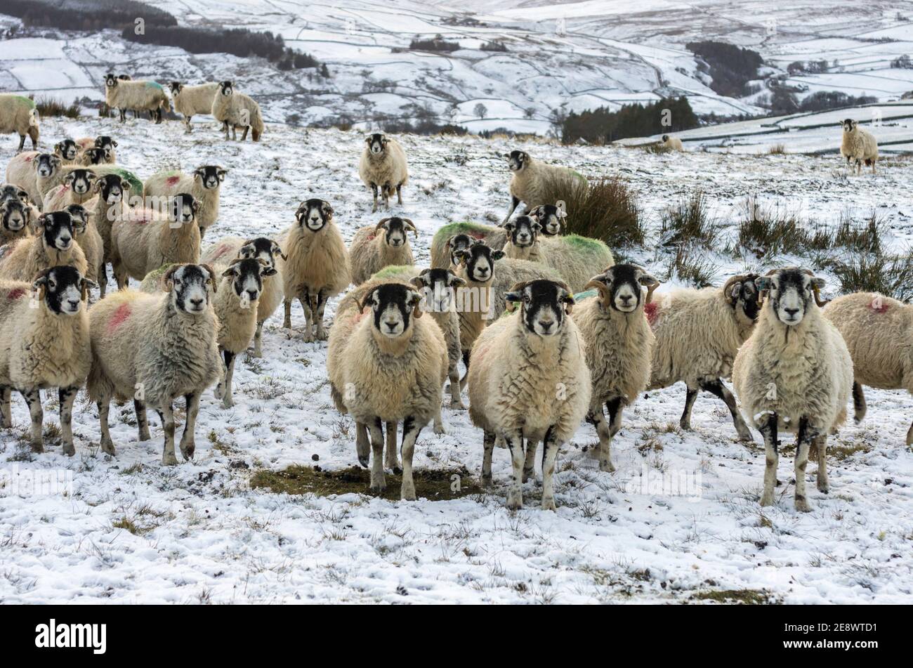 Eine Herde neugieriger Swaledale Schafe auf einem verschneiten, abgelegenen Moor in den North Pennines (Weardale, County Durham) Stockfoto
