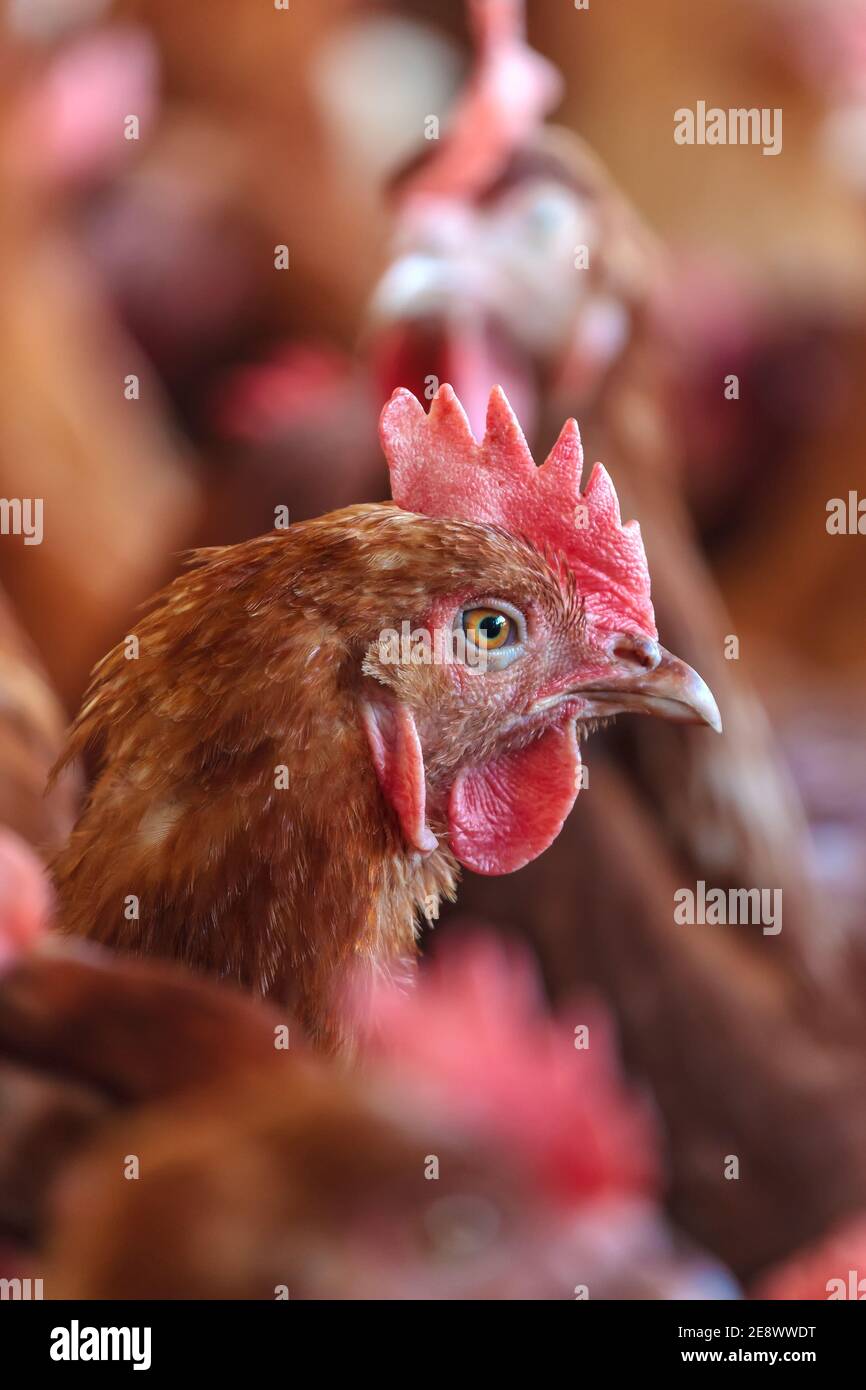 Braune Henne auf einer Bio-Freilandhuhnfarm Stockfoto