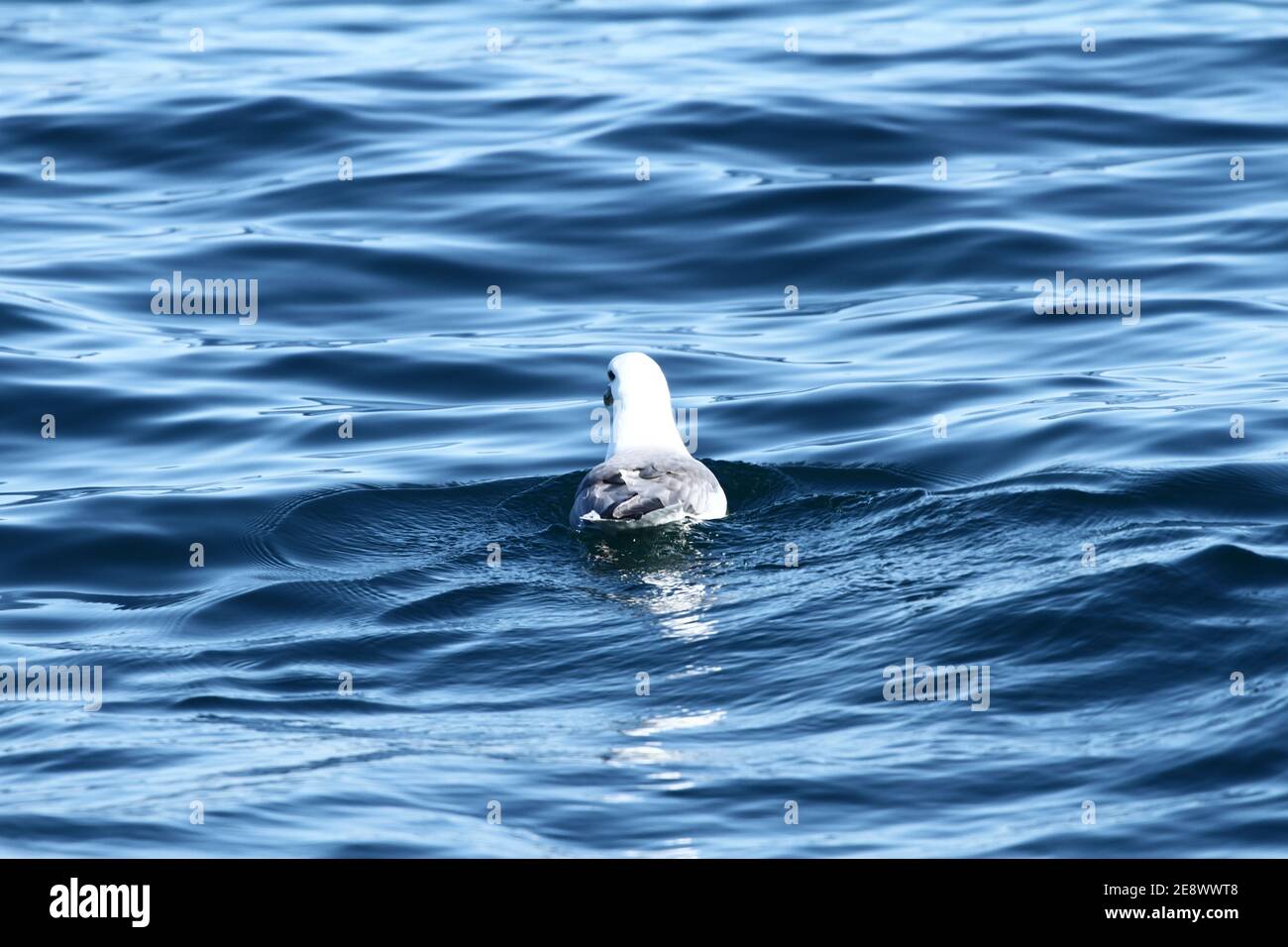 Möwe in der Nordsee Islands Stockfoto