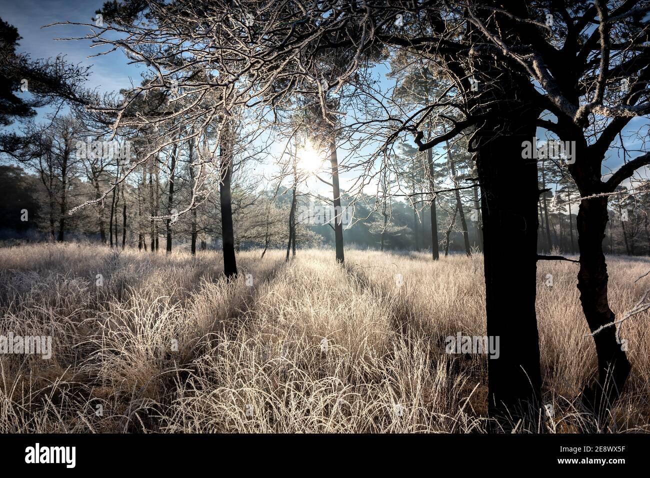 Sonnenschein auf Milchwiese und Bäume im Frost im Winter Stockfoto