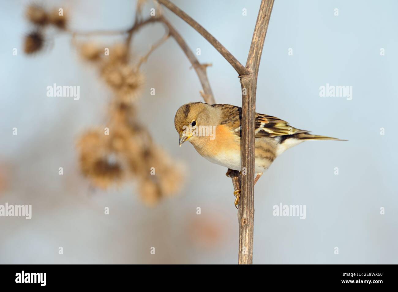 Brambling ( Fringilla montifringilla ), typische Zugvogel, auf dem Stamm einer Klette thront, auf der Suche nach Nahrung, Samen, Tierwelt, Europa. Stockfoto