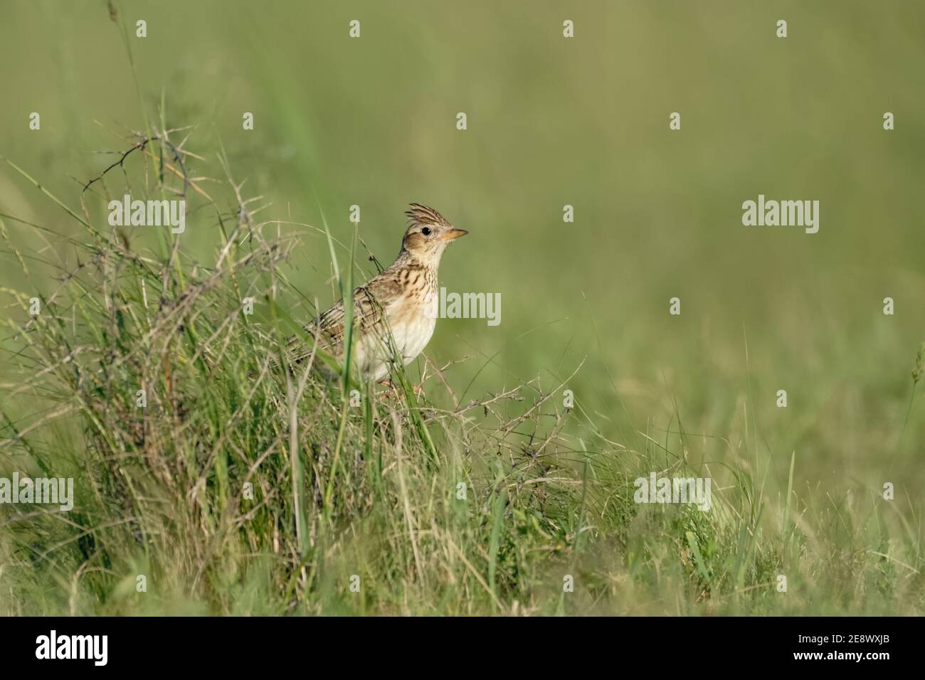 Skylark / Feldlerche ( Alauda arvensis ) thront, sitzt im hohen Gras einer grünen Wiese, Tierwelt, Deutschland. Stockfoto