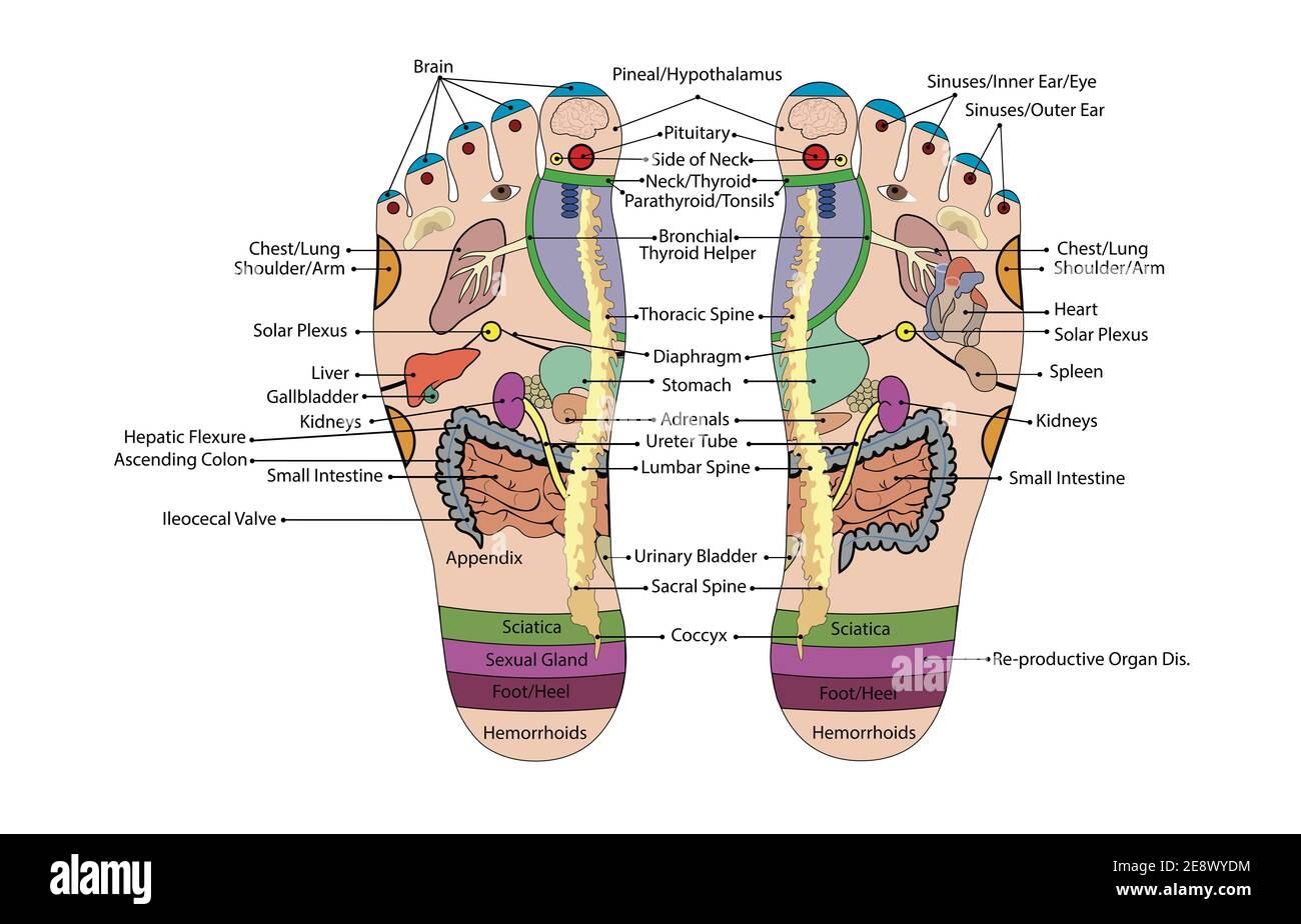 Akupunktur - Fußschemata Illustration auf weißem Hintergrund Stockfoto