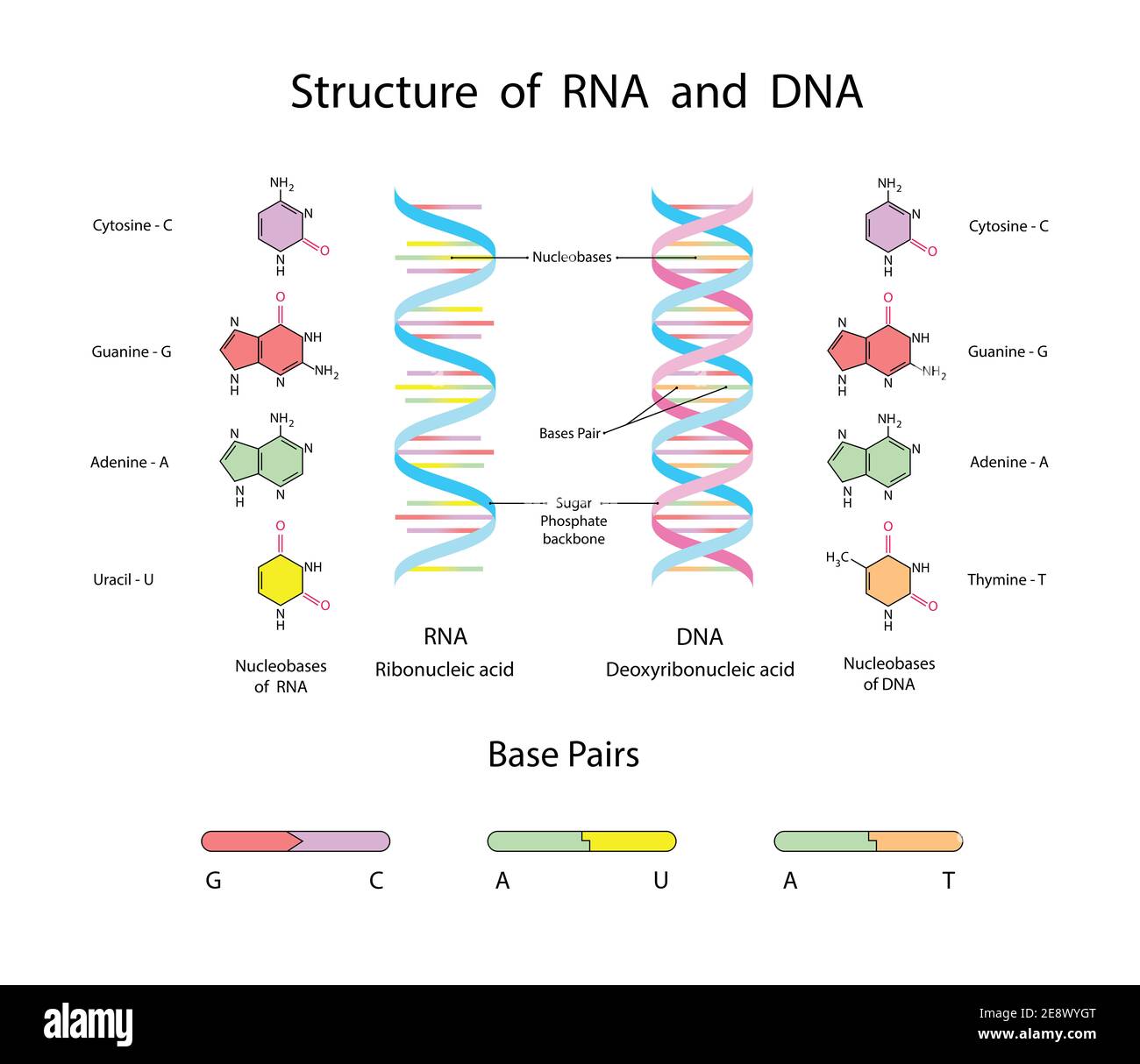 Molekulare Struktur von DNA und RNA. Infografik Lernillustration auf weißem Hintergrund Stockfoto