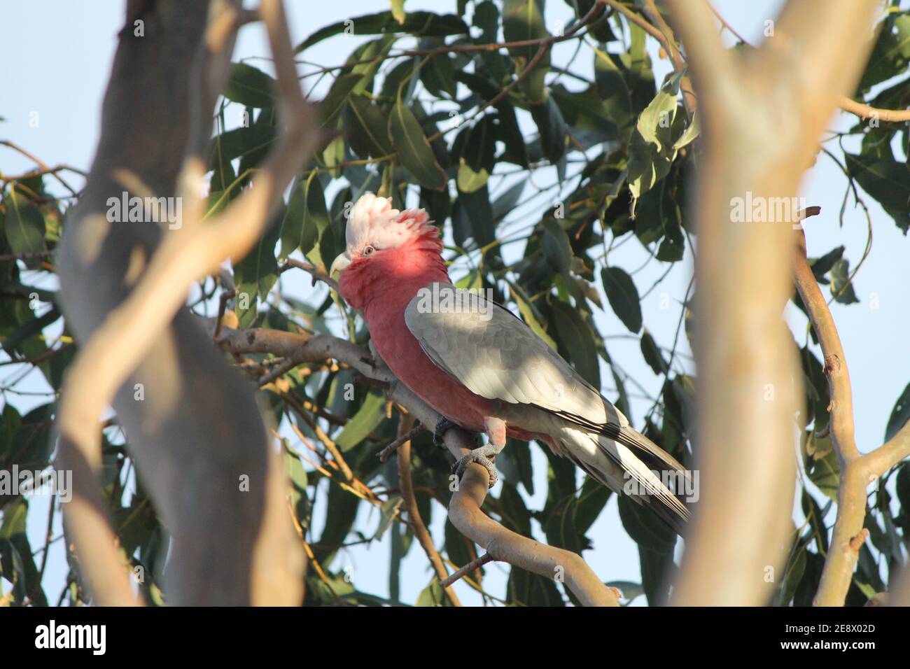 Pink GALAH Papagei auf einem gummibaum Stockfotografie - Alamy