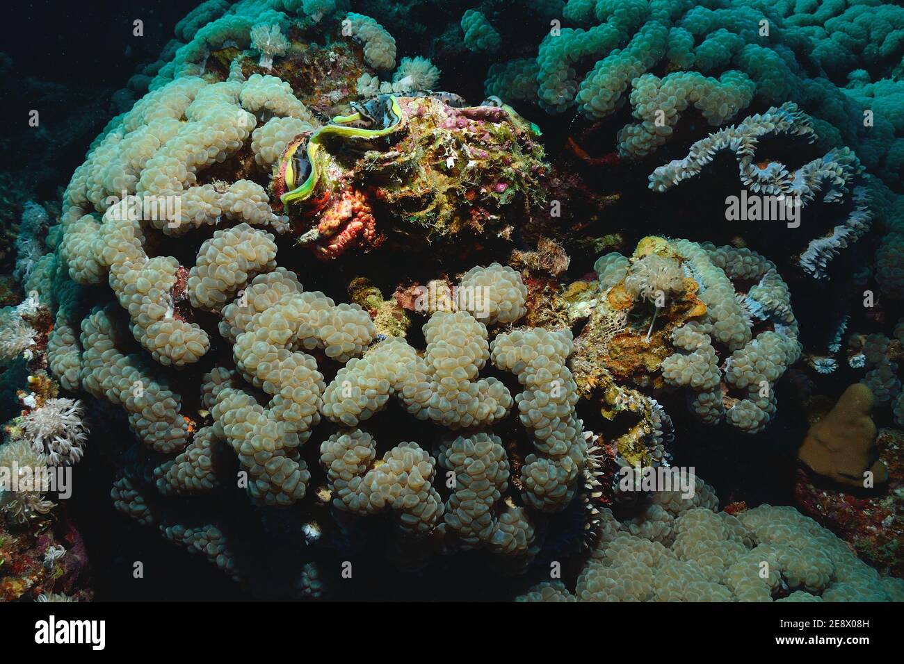 Plerogyra sinuosa, Blasenkoralle, Utopia Beach, Rotes Meer, Ägypten, Rotes Meer, Ägypten Stockfoto