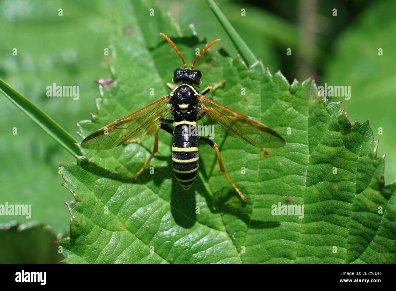 Eine der vielen harmlosen Sägeflippen, Tenthredo scrophulariae, Mimi Stockfoto