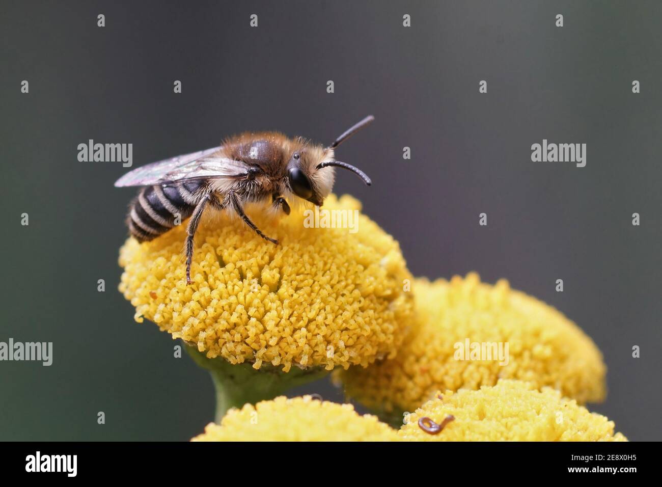 Eine gewöhnliche Gipsbiene, Colletes daviesanus, auf ihrer Wirtspflanze Stockfoto
