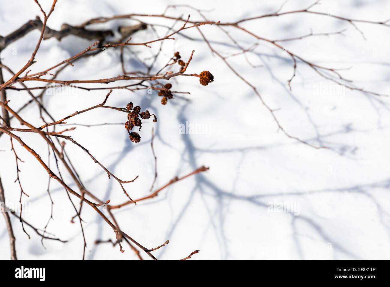 Äste und Schatten auf Schnee im Winter. Winterhintergrund. Stockfoto