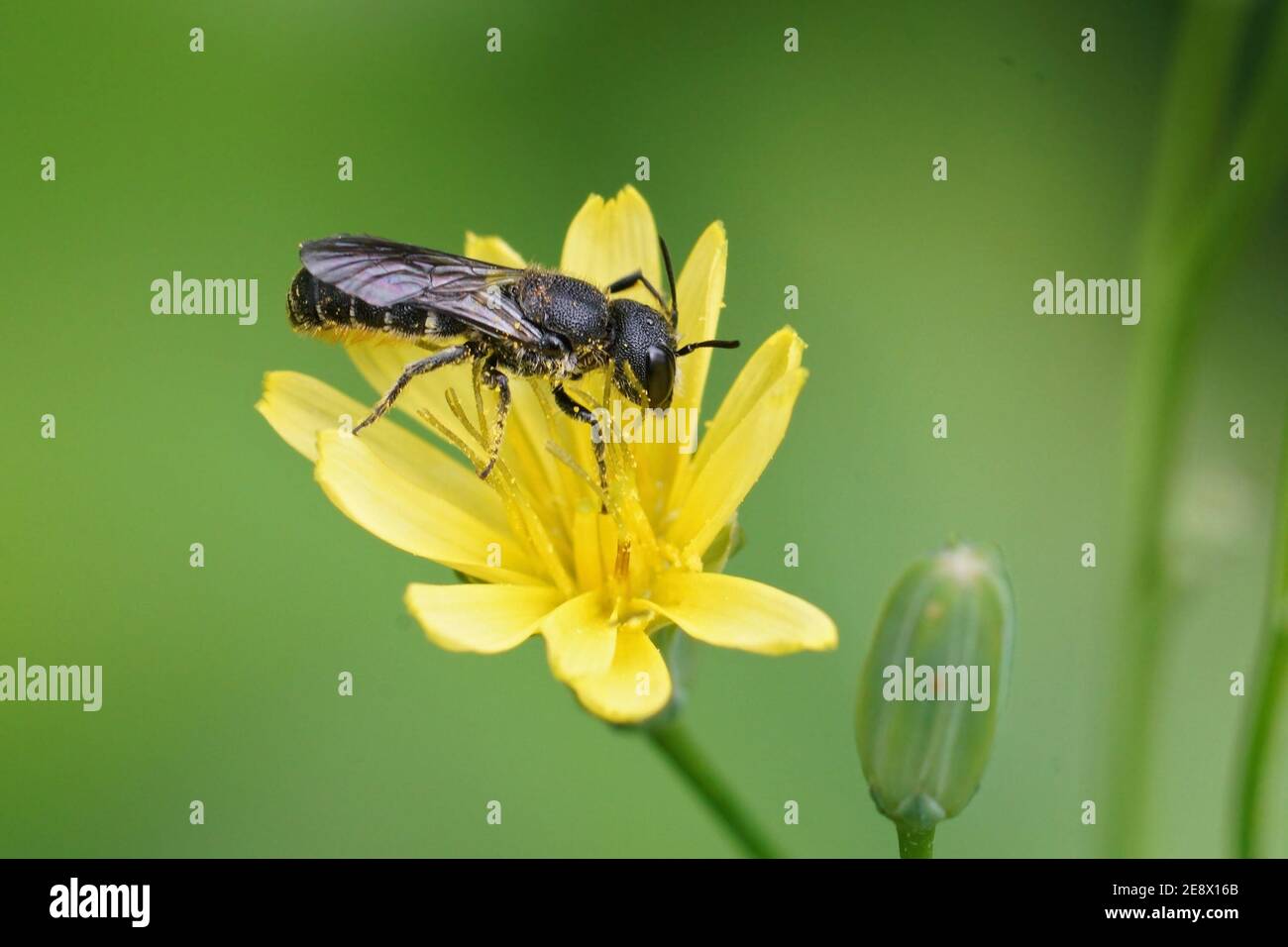 Eine weibliche Großkopf-Harzbiene, Heriades truncorum auf einem gelben Stockfoto