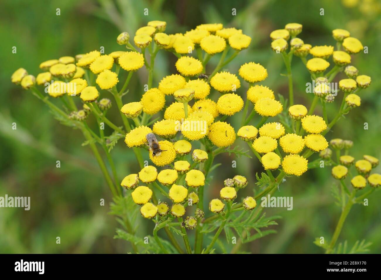 Gelbes Gemeine Dagwort, Tanacetum vulgare, Blüten mit einem Visiti Stockfoto