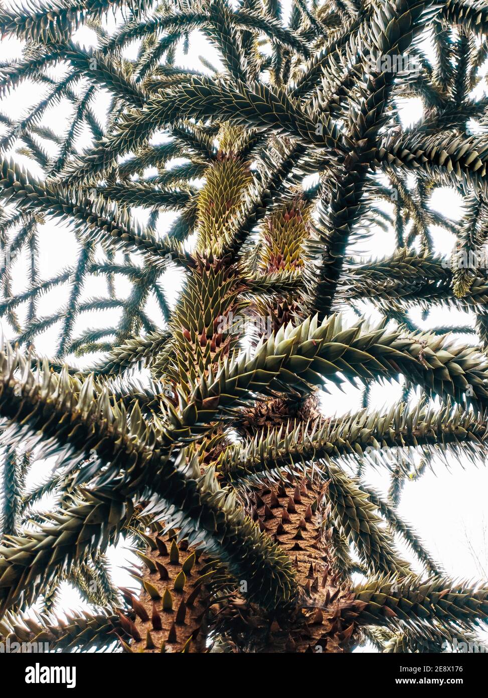 Affe Puzzle Baum, (Araucaria Araucana), auch als chilenische Kiefer, Monkey Tail Tree. Weißer Hintergrund Stockfoto