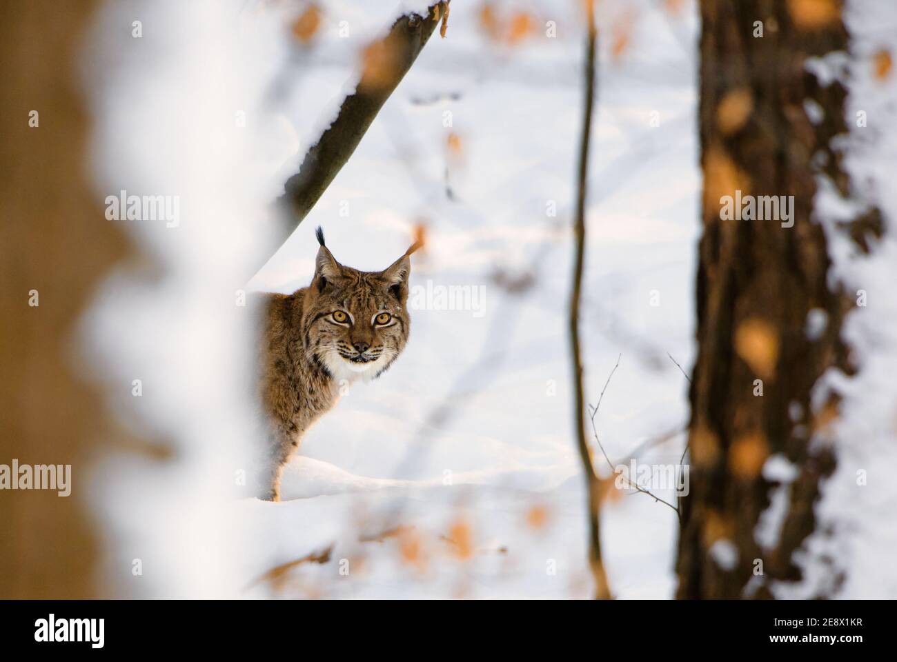 Eurasian Lynx - Luchs Luchs, Portrait einer schönen scheuen Katze aus europäischen Wäldern, Schweiz. Stockfoto