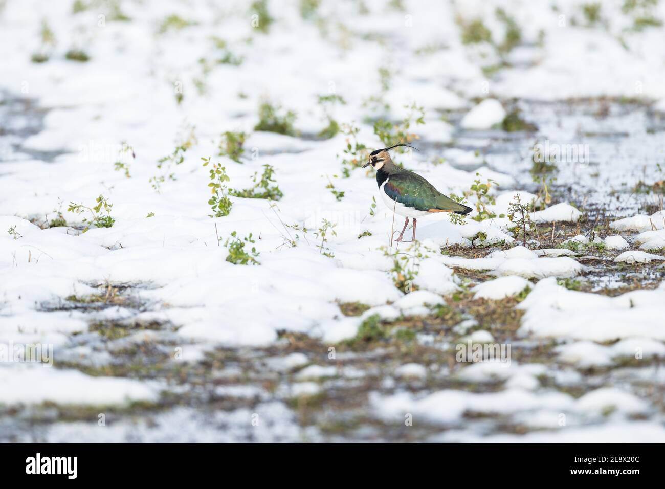 Nördlicher Kiebitz (Vanellus vanellus) im Schnee nach dem Sturm Filomena. PLA d'Urgell, Lleida, Katalonien, Spanien Stockfoto