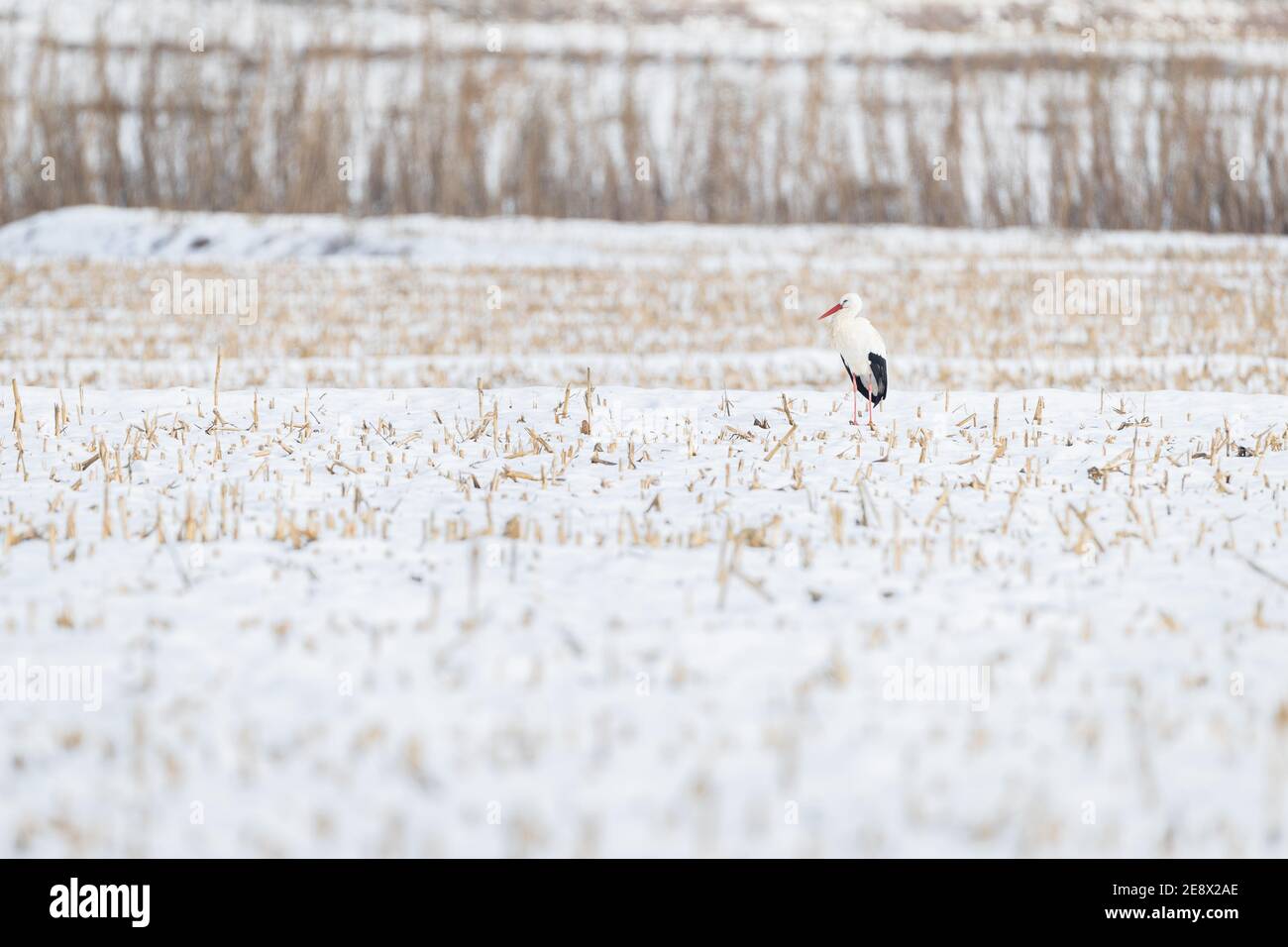 Weißstorch (Ciconia ciconia) im Schnee nach Storm Filomena. PLA d'Urgell, Lleida, Katalonien, Spanien Stockfoto
