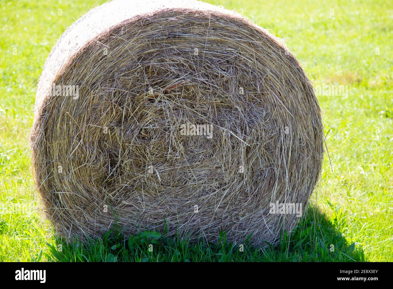 Ein Strohballen auf einer Wiese zum Trocknen. Stockfoto