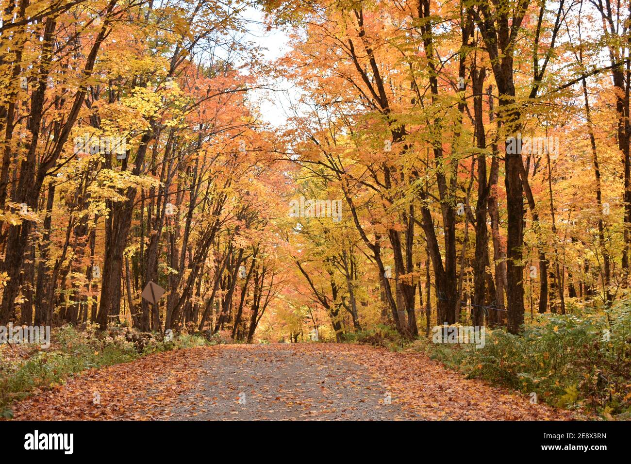 La Route de la Station en automne, Sainte-Apolline, Québec Stockfoto