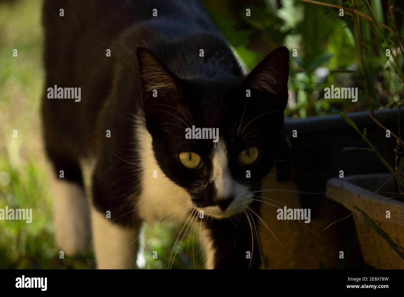 Kätzchen jagen im Garten Stockfoto