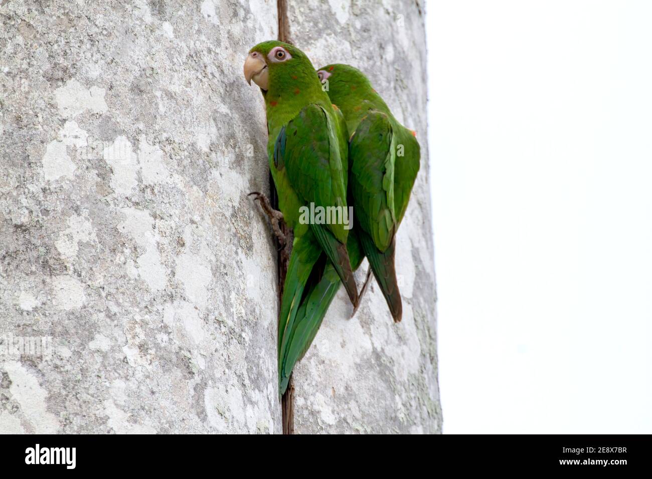 Kubanischer Sittich, Psittacara euops, Vogelpaar am Nestloch im Baum, Najasa, Kuba, 31. März 2010 Stockfoto