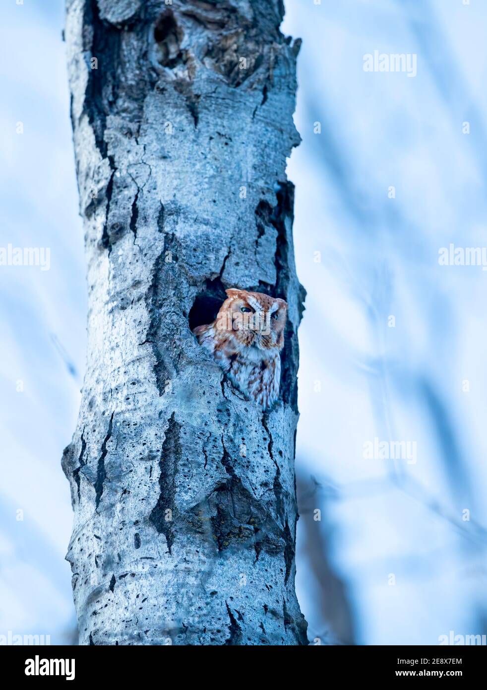 Rotmorph östlicher Kreischkauz ruft aus seinem Nest im Baum Zur blauen Stunde in Kanada Stockfoto