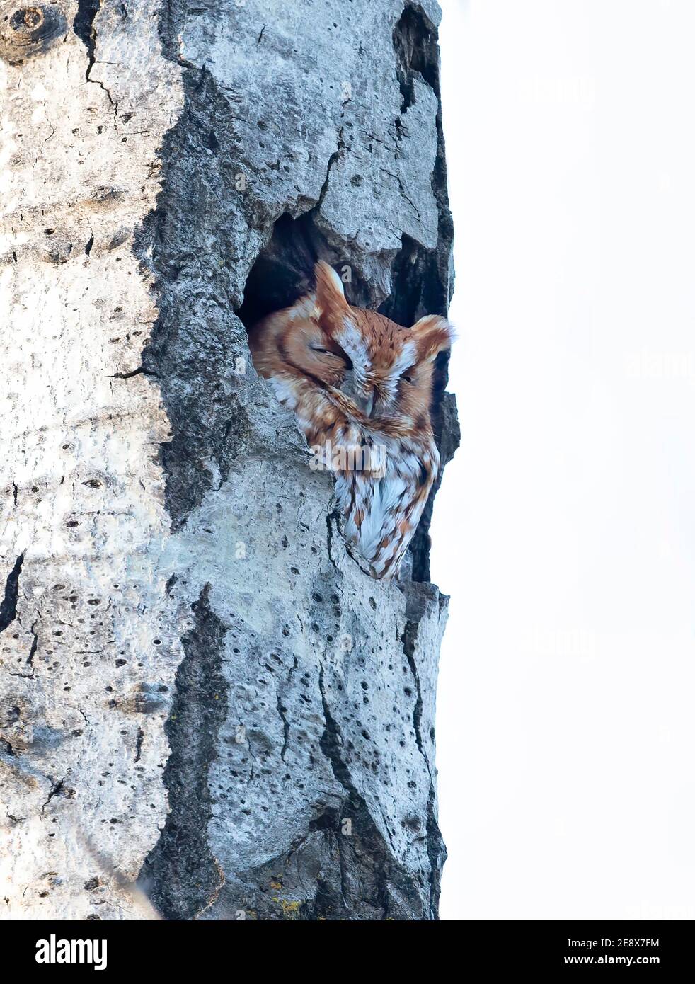 Rotmorph östlicher Kreischkauz ruft aus seinem Nest im Baum Zur blauen Stunde in Kanada Stockfoto