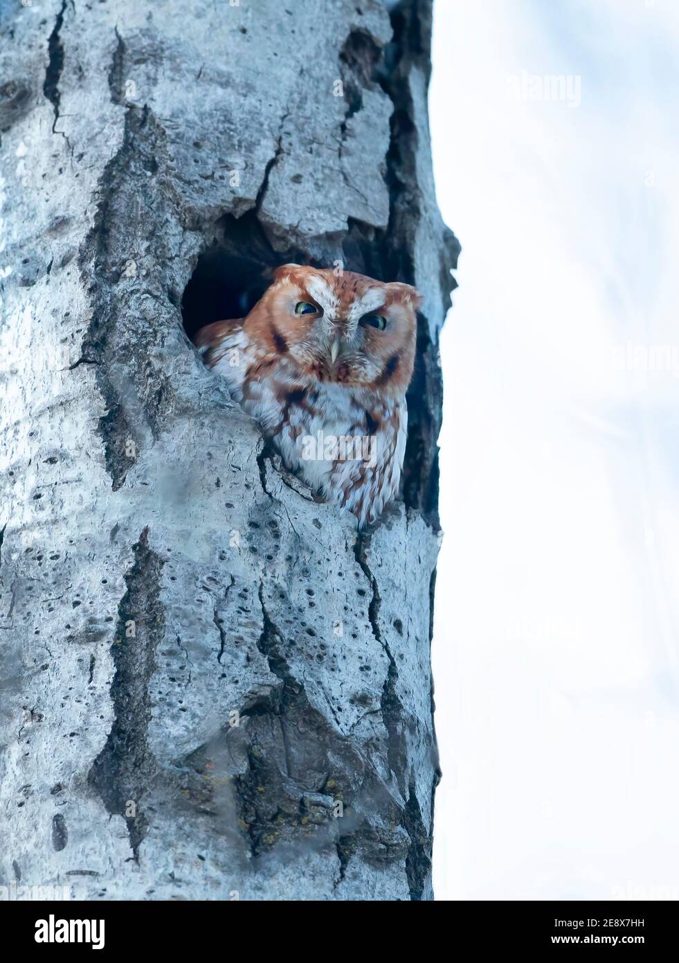 Rotmorph östlicher Kreischkauz ruft aus seinem Nest im Baum Zur blauen Stunde in Kanada Stockfoto