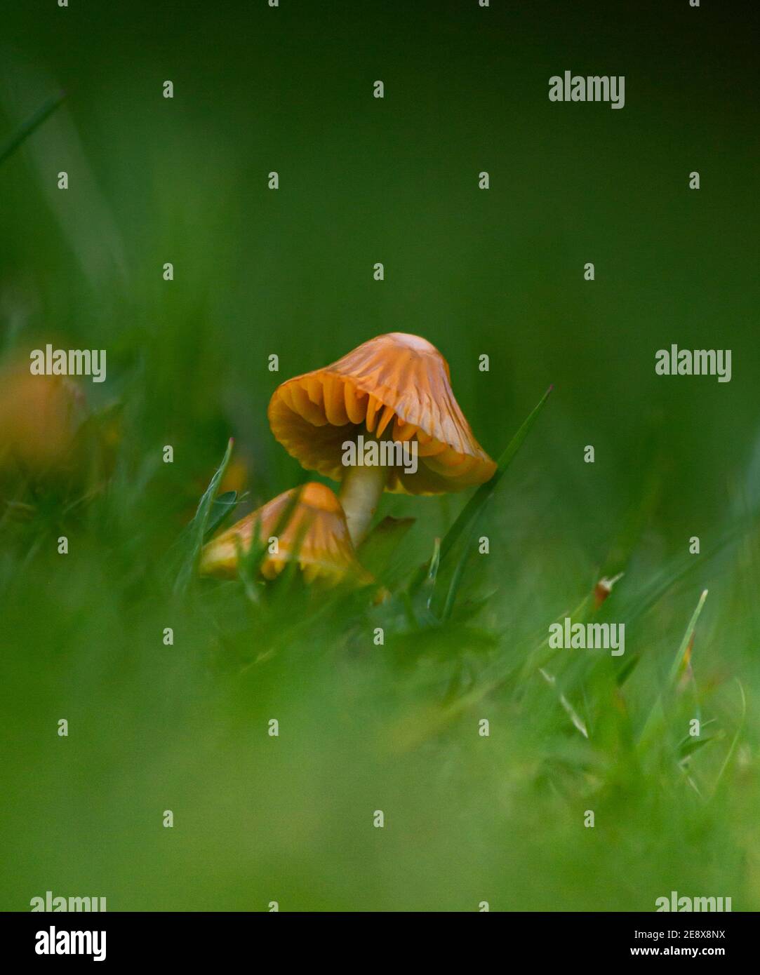 Vibrierende orangefarbene Wachskappenpilze fanden sich am frühen Abend tief im Gras. Etwa 3cm hoch. Stockfoto