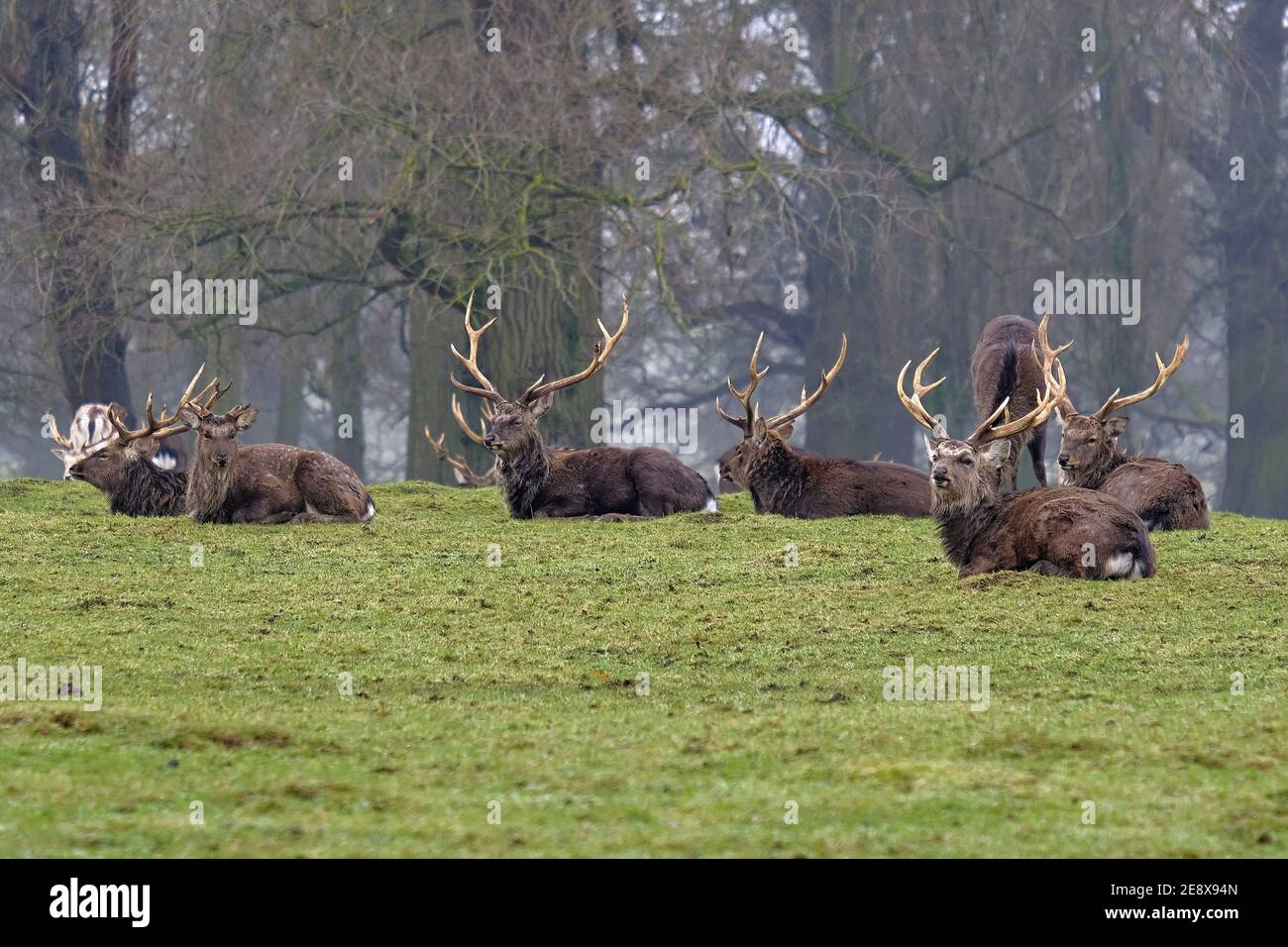 Manchurian Sika Hirsch: Hirsche ruhen im Hirschpark, Bedfordshire, England, UK, Januar 2021 Stockfoto