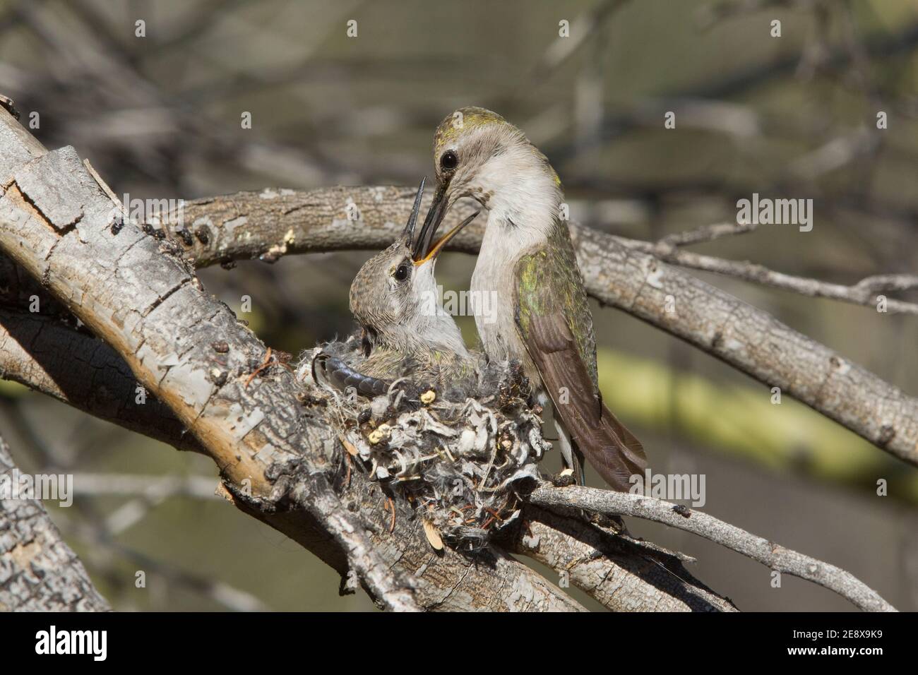 Costas Kolibri-Nest #1 Weibchen, die Nestling, Calypte costae, füttern. Stockfoto