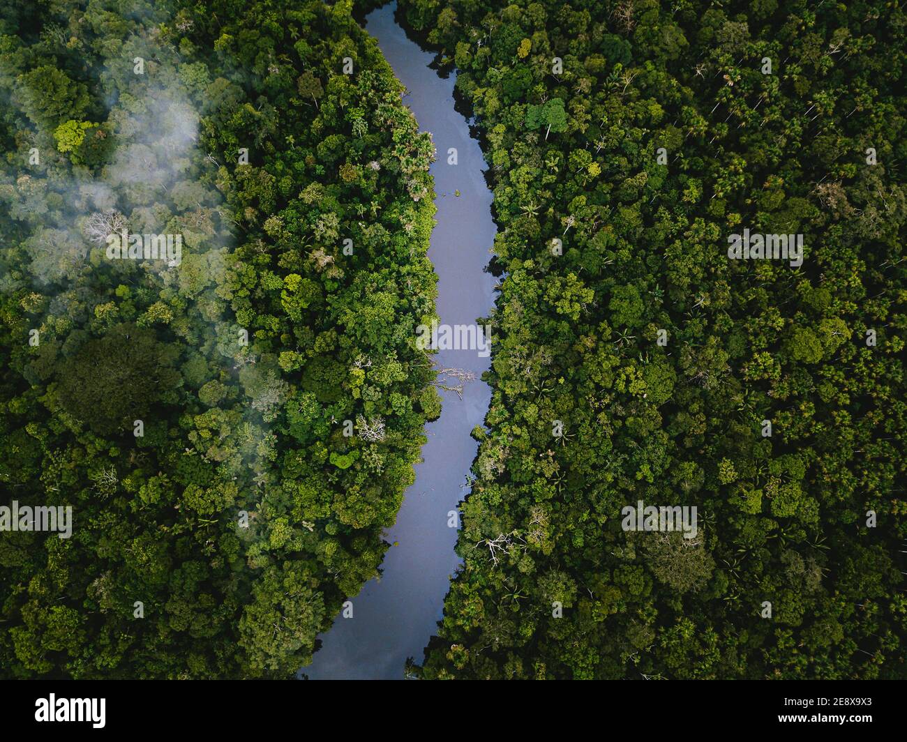 Amazonas Regenwald, Pastaza, Ecuador Stockfoto