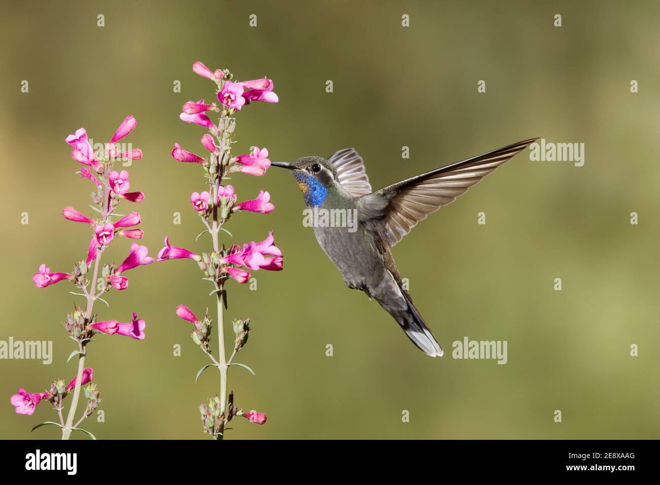 Blaukehliger Kolibri-Männchen, Lampornis clemenciae, Fütterung an Parrys Penstemon-Blume, Penstemon parryi. Pollen auf Gorget. Stockfoto