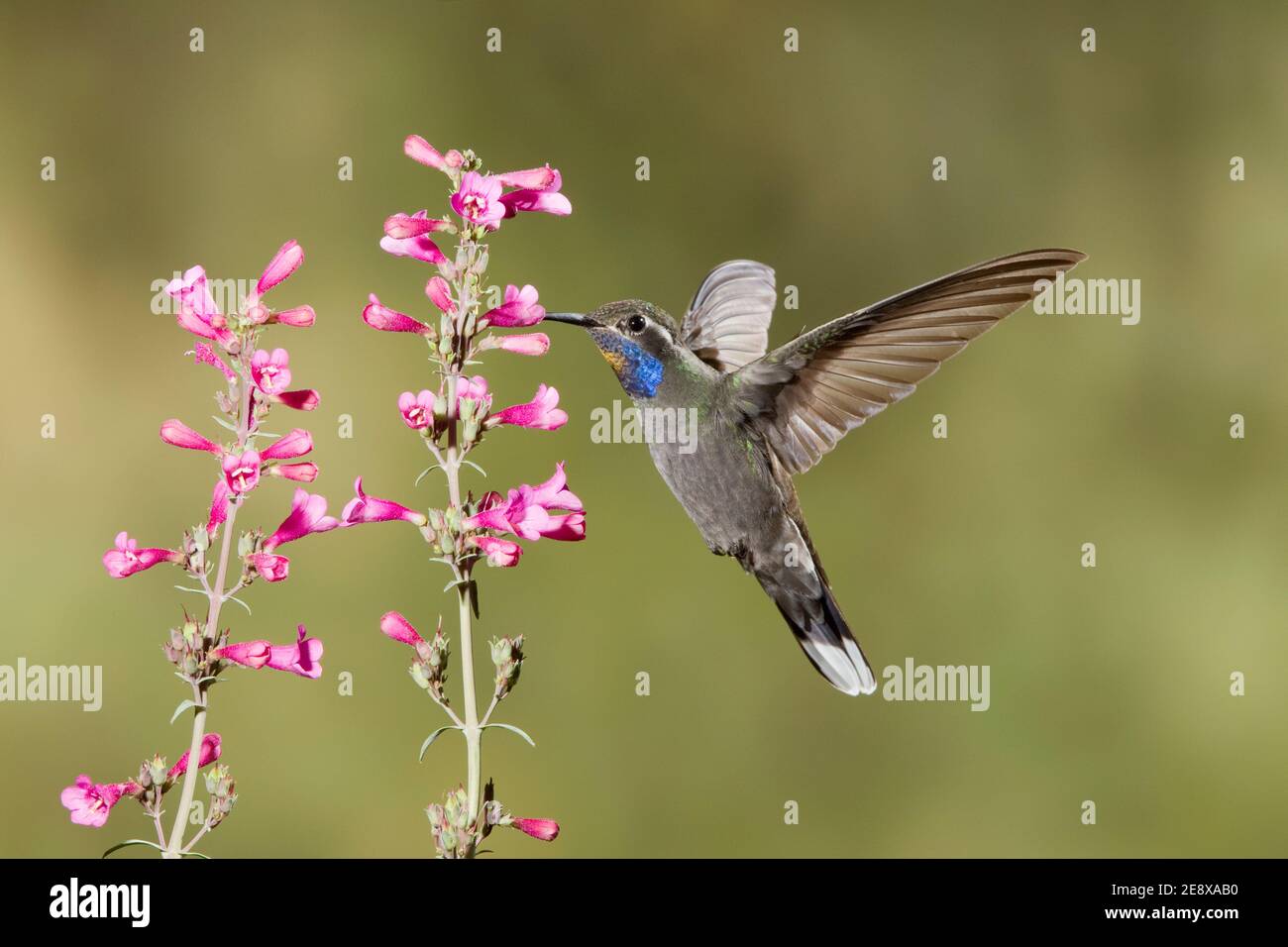 Blaukehliger Kolibri-Männchen, Lampornis clemenciae, Fütterung an Parrys Penstemon-Blume, Penstemon parryi. Pollen auf Gorget. Stockfoto
