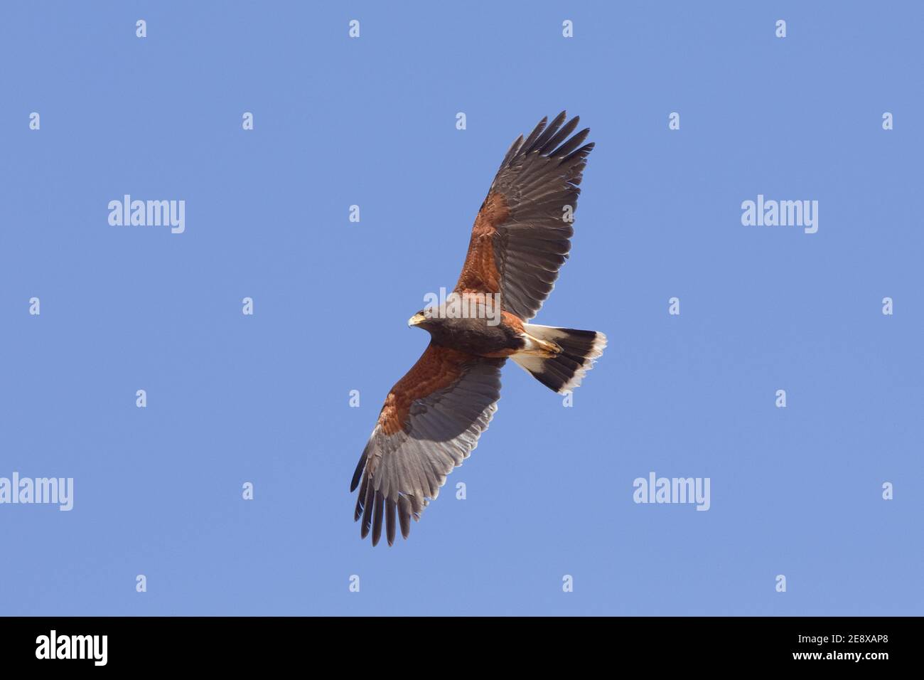 Harris's Hawk, Parabuteo unicinctus, im Flug. Stockfoto