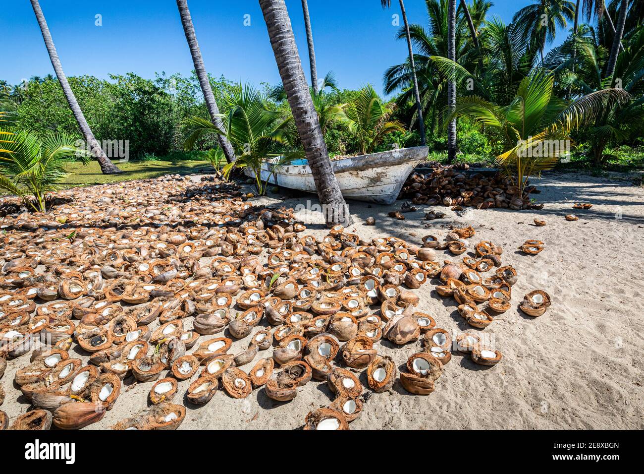 Kokosnüsse trocknen in der Nähe eines Fischerboots am Paraiso Escondido Beach an der Costa Grande des Pazifischen Ozeans in Guerrero, Mexiko. Stockfoto