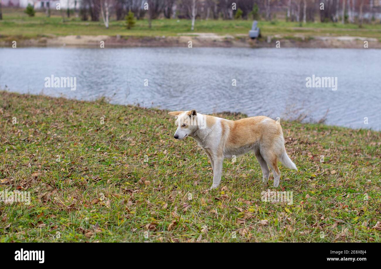 Ein streunender verlassene Hund mit sehr traurigen und intelligenten Augen. Der Hund rennt neben den Leuten um den Park. Stockfoto