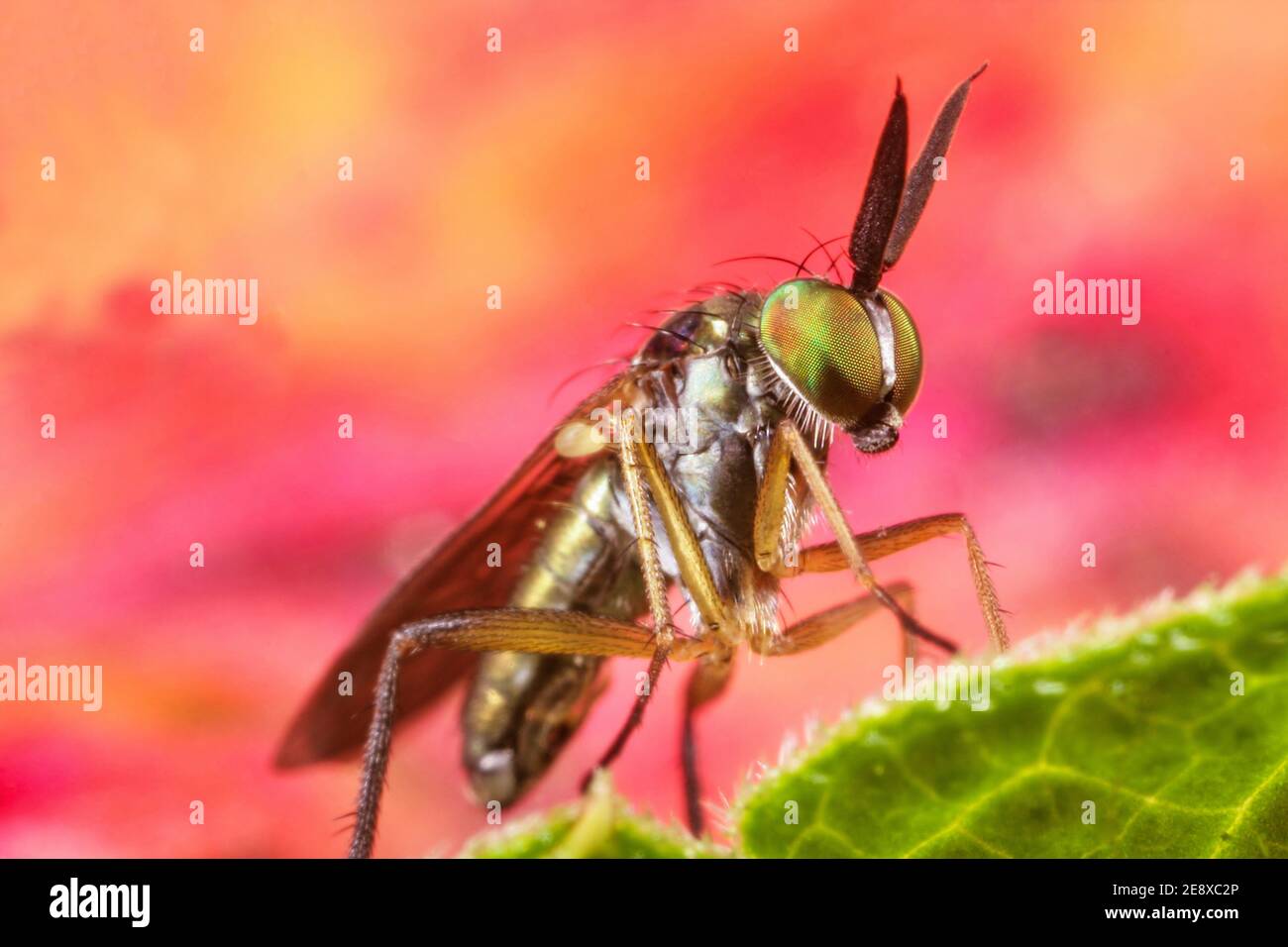 Eine Fliege der Familie Dolichopodidae, die der Beschreibung für Rhaphium appendiculatum entspricht, dies kann jedoch nicht bestätigt werden und sollte überprüft werden. N Stockfoto