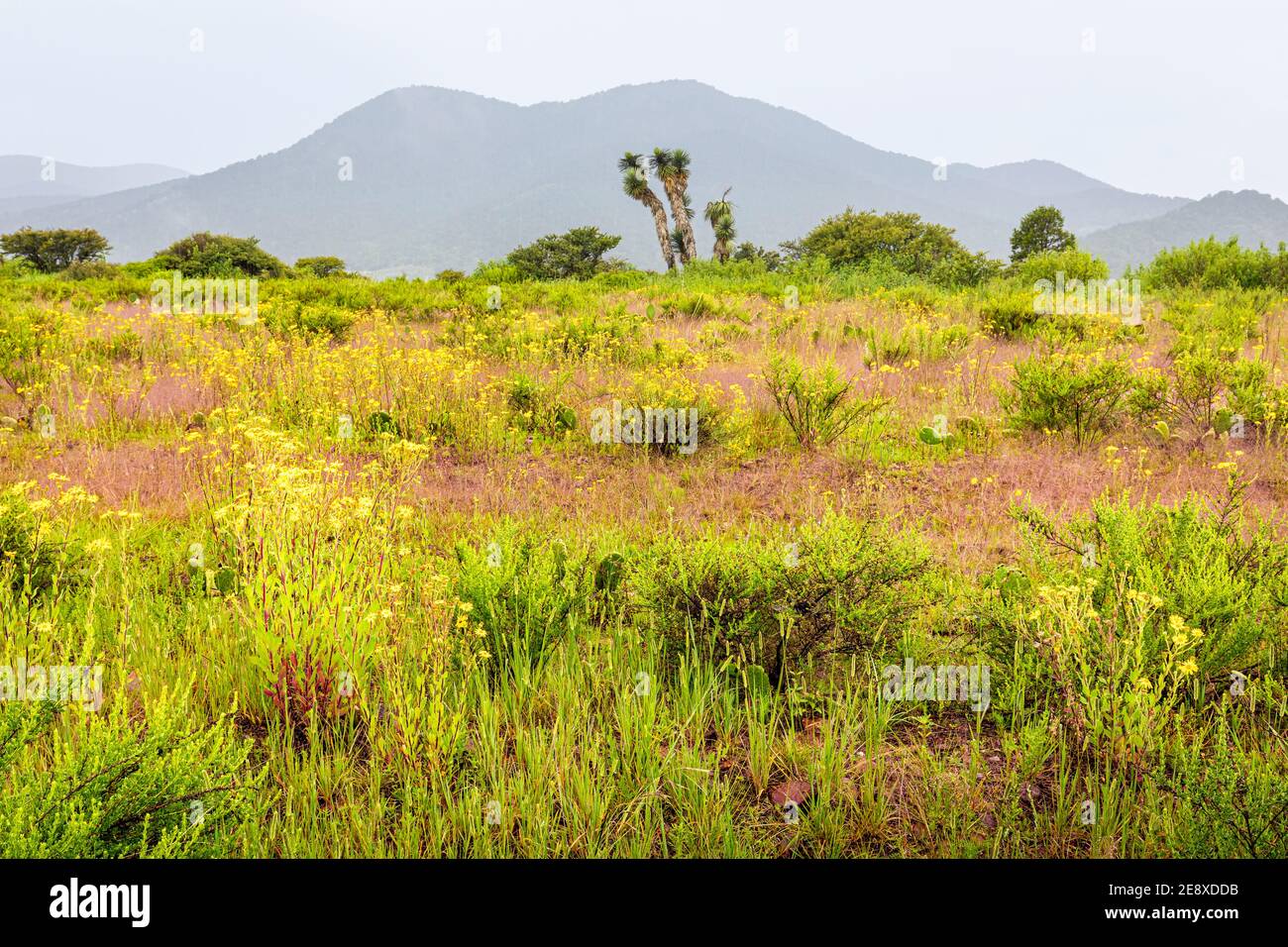 Bunte Landschaft in den Bergen des südlichen Zacatecas Staates in Mexiko. Stockfoto