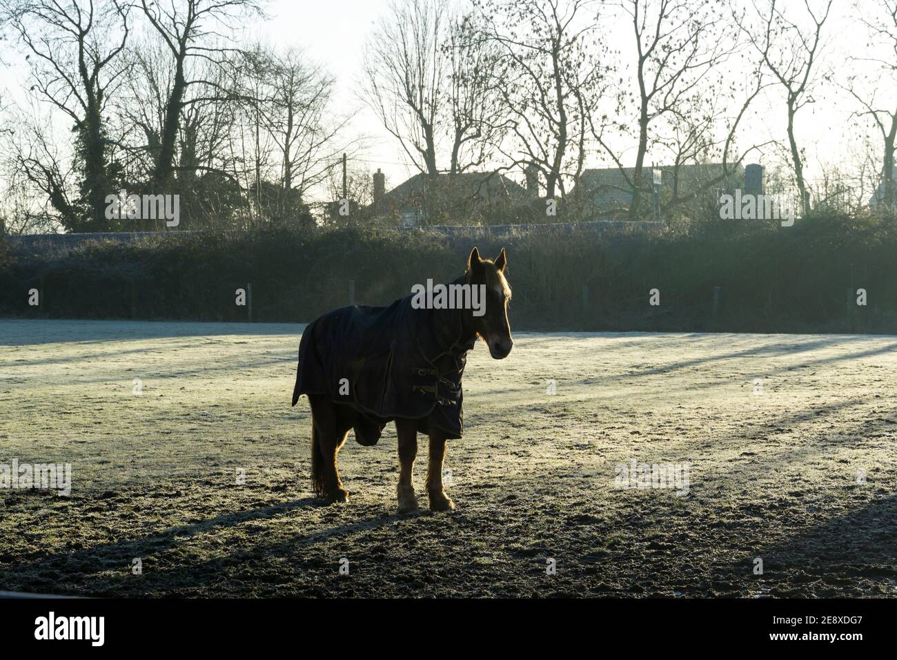 Einsames Pferd im frostigen Feld bei kaltem Morgenlicht Stockfoto