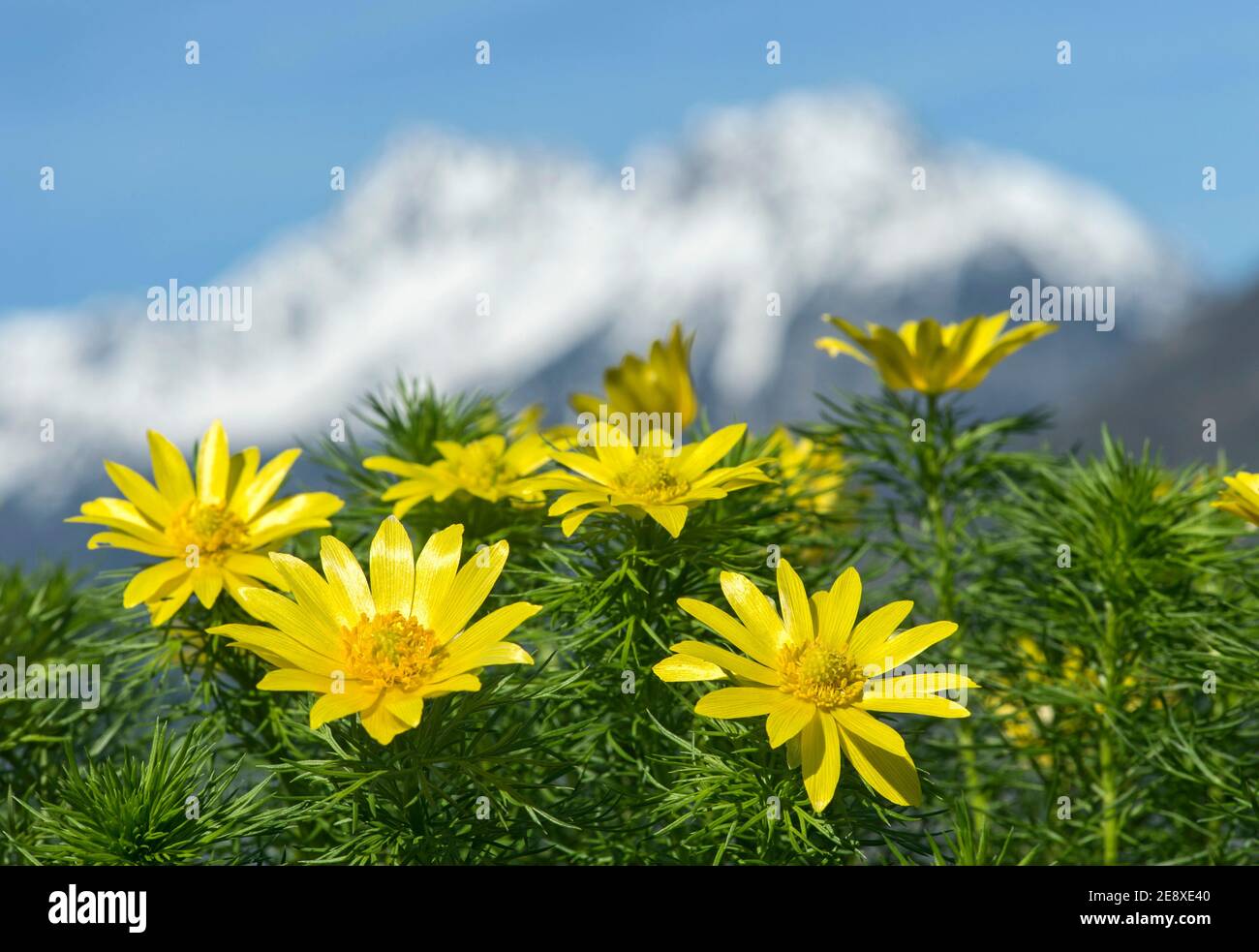 Fasanenauge (Adonis vernalis). Wallis, Schweiz Stockfoto