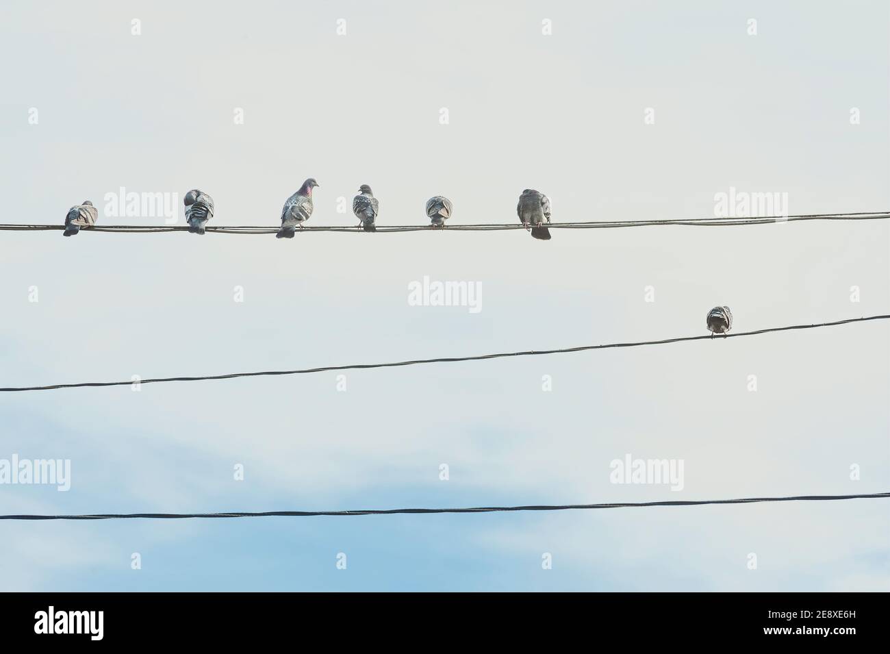 Sieben Tauben sitzen auf Hochspannungsfreileitungen mit Wolken und blauem Himmel Im Hintergrund Stockfoto